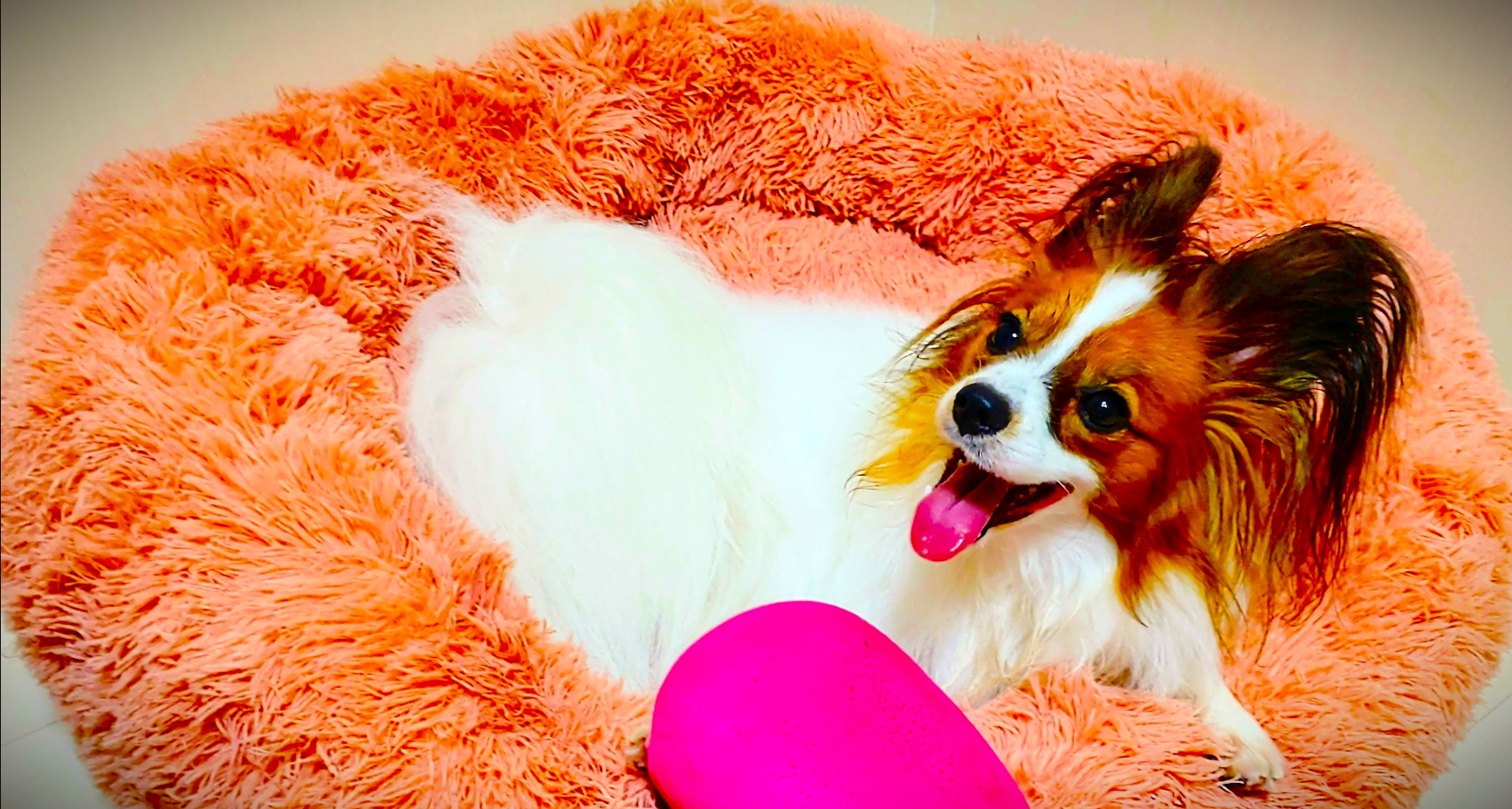 当社の番犬(?)シャルルとは？
