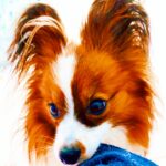 お見合い結婚が実は増えている!?